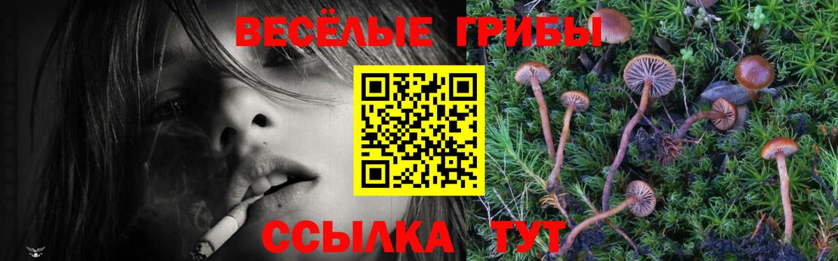 Псилоцибиновые грибы Cubensis Киров